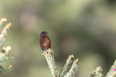 Loxia curvirostra himalayensis