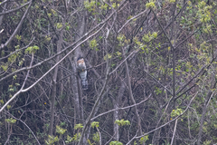 Hierococcyx sparverioides