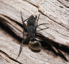 Polyrhachis phryne