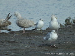 Larus glaucoides
