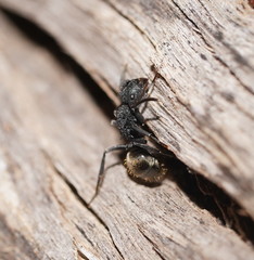 Polyrhachis phryne