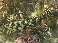 Aplodactylus westralis