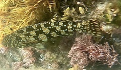 Aplodactylus westralis