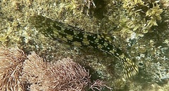 Aplodactylus westralis