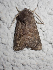 Aporophyla lutulenta
