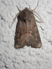 Aporophyla lutulenta