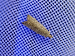 Calamotropha shichito