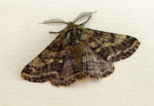 Brindled Beauty Moth
