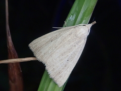 Stenhypena nigripuncta