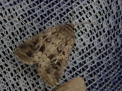 Spodoptera depravata