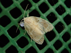 Schistophleps bipuncta