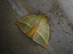 Hylophilodes tsukusensis