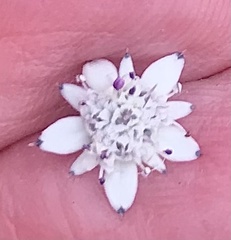 Alepidea capensis