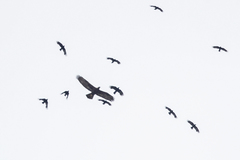 Aquila chrysaetos daphanea
