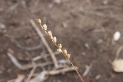 Setaria globoidea