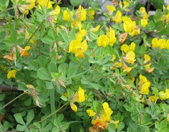 Lotus longisiliquosus