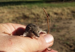 Planigale tenuirostris