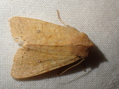 Xanthia gilvago