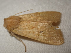 Xanthia gilvago