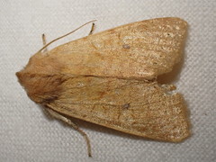 Xanthia gilvago