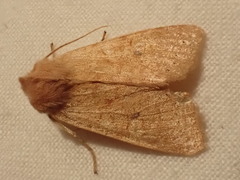 Xanthia gilvago