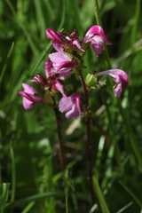 Pedicularis nordmanniana