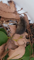 Planigale tenuirostris