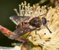Scaptia jacksonii