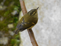 Phylloscopus fuscatus