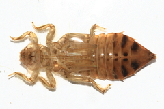 Sinictinogomphus clavatus