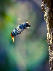 Malometasternum rufocaudatum