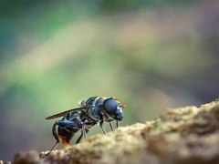 Malometasternum rufocaudatum