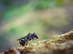 Malometasternum rufocaudatum