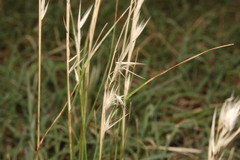 Rytidosperma tenuius