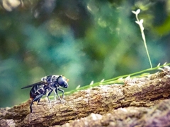Malometasternum rufocaudatum