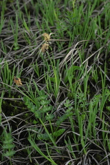 Carex orbicularis kotschyana