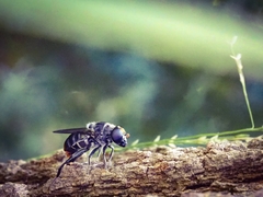 Malometasternum rufocaudatum