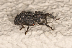 Poropterus melancholicus