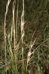 Rytidosperma tenuius