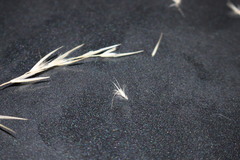 Rytidosperma tenuius