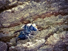 Malometasternum rufocaudatum