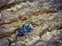 Malometasternum rufocaudatum