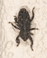 Poropterus melancholicus