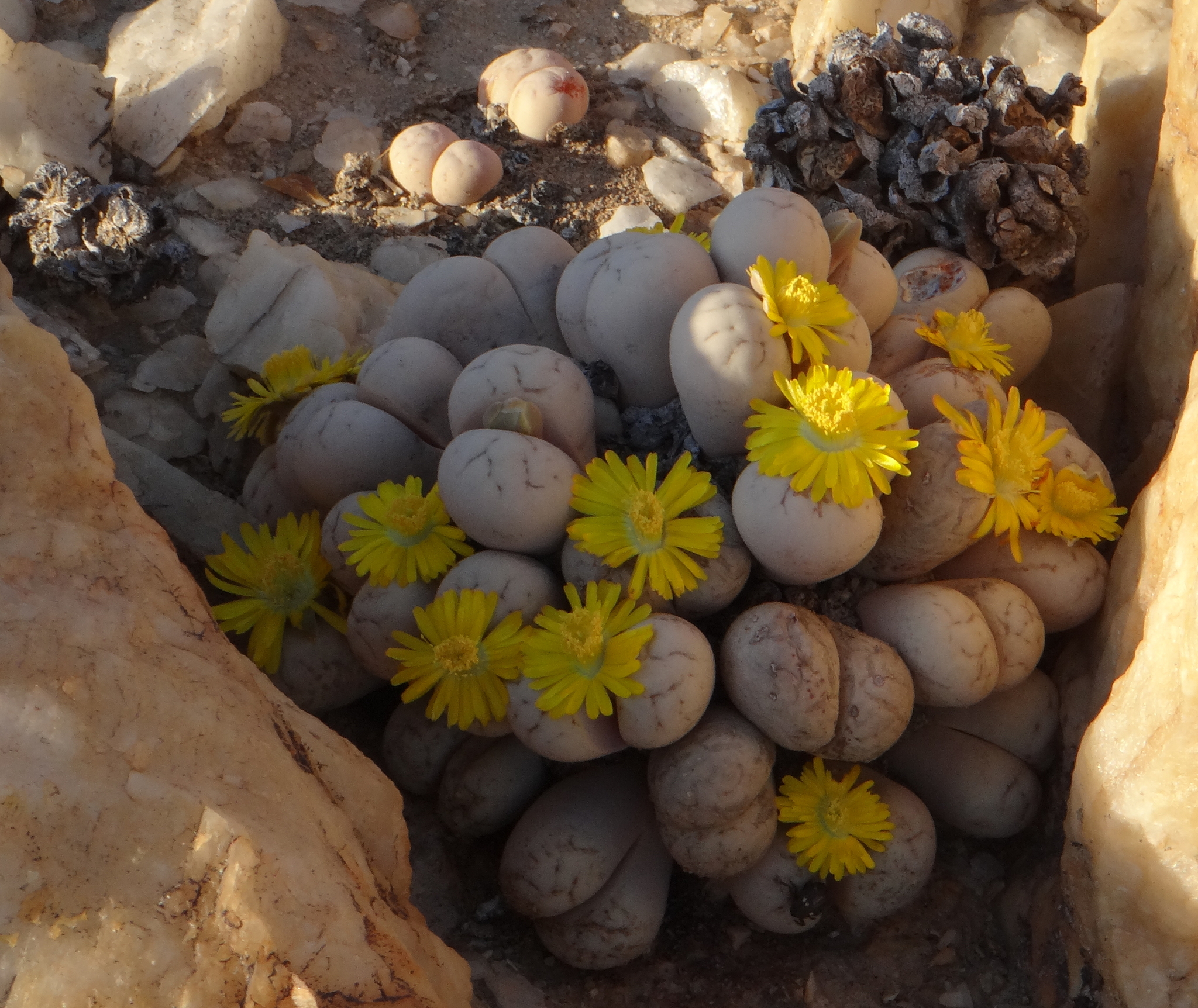 Lithops lineata Nel