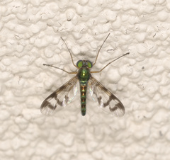 Heteropsilopus ingenuus