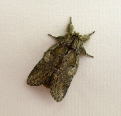 Peridea anceps