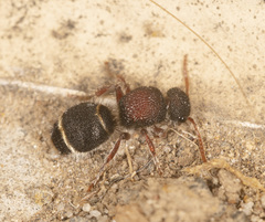 Ephutomorpha dorsigera