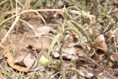 Solanum esuriale