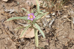 Solanum esuriale