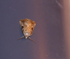 Eucarta virgo